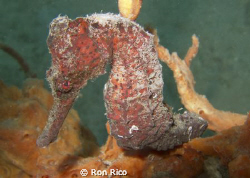 Seahorse
BHB....

Difficult photo op because of the ba... by Ron Rico 